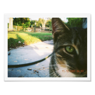 Foto Un-Namngiven Tabby "skater ",