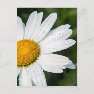 foto, une margueritte, font vert vykort