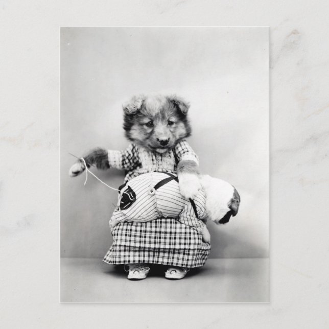 Foto vintage chien vykort (Framsida)