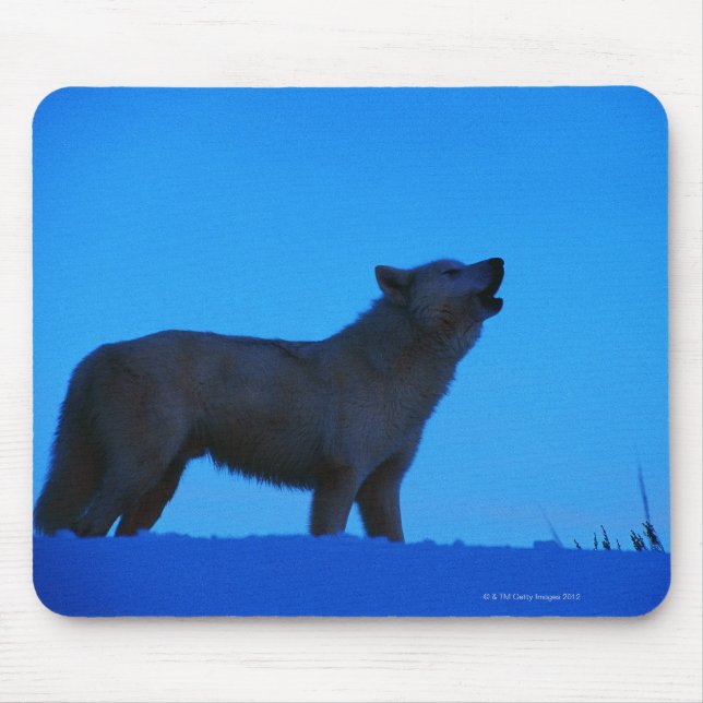 Foto, vit varg howling nattetid, Färg, hög Musmatta (Framsidan)