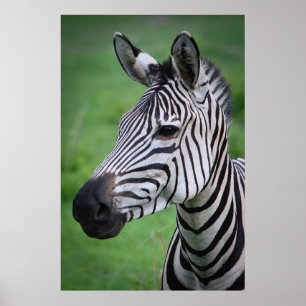 Fotoafrikansk Zebra i Grönt Grass Porträtt Poster