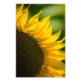 Fotoavtryck - Solros Foto