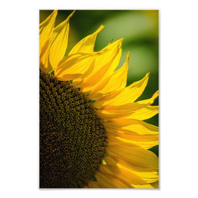 Fotoavtryck - Solros Foto (Framsidan)