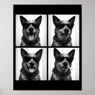 Fotobås australisk nötkreaturhund Rolig hundselfie Poster
