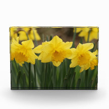 Fotoblock vår Daffodils