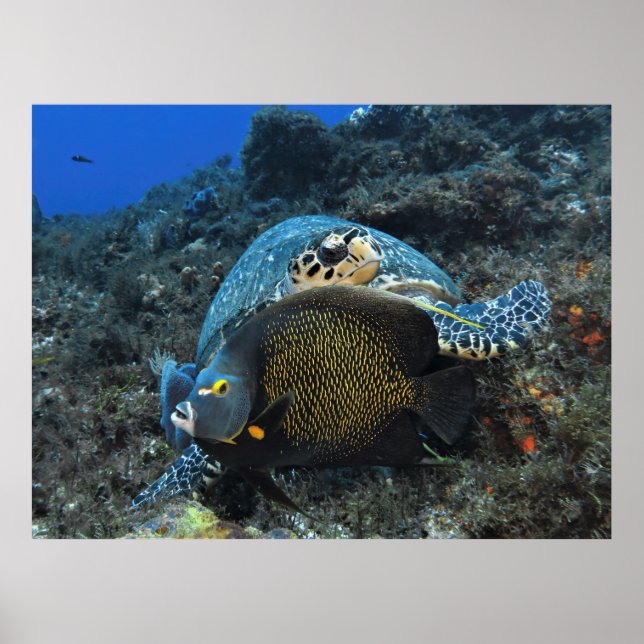 Fotobomber Angelfish Poster (Framsidan)