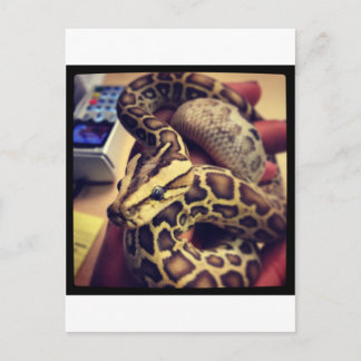 Fotodesign för Hypo baby burmesiska python. Vykort