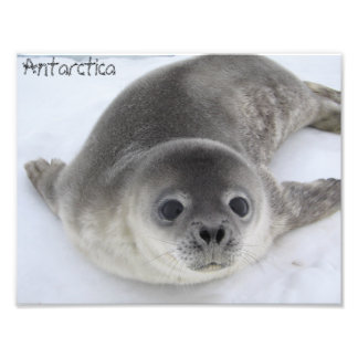 Fotofoto från Antarctica baby Fototryck