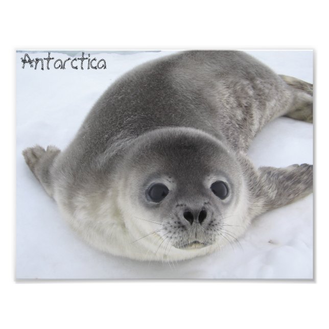 Fotofoto från Antarctica baby Fototryck (Framsidan)