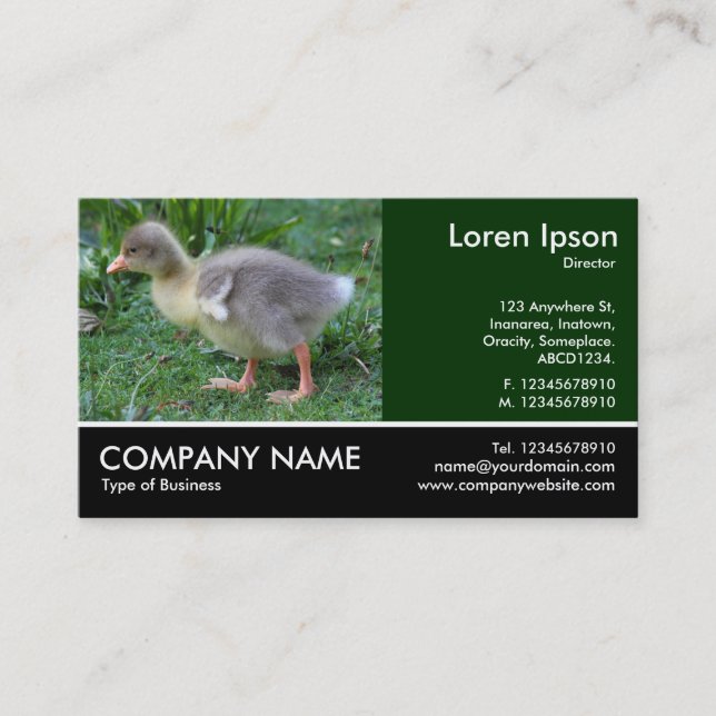 Fotofoto - Gosling 02 Visitkort (Framsida)