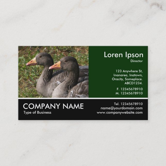 Fotofoto - Greylag Geese Visitkort (Framsida)