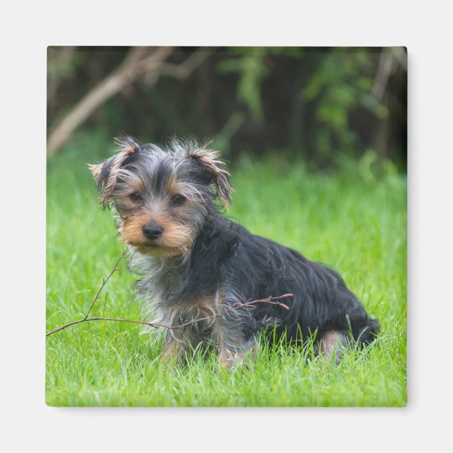 Fotofoto på Cute baby yorkie puppy ledsen ögon Magnet (Framsidan)