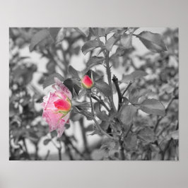 Fotofoto rosa ros Färg Stänk Poster