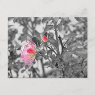 Fotofoto rosa ros Färg Stänk Vykort