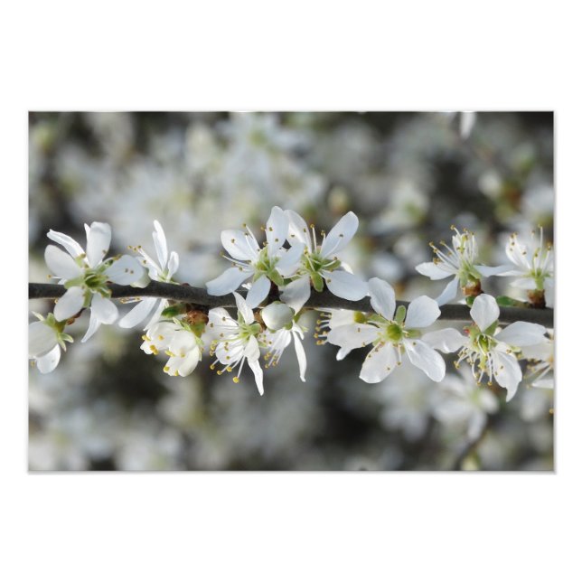 Fotofotoutskrift av vita Blommar Fototryck (Framsidan)