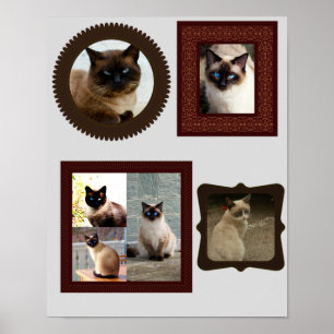 Fotogåva från Siamese cat-familjen ram Poster