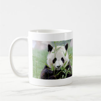 Fotogigantisk panda, djur 0004. kaffemugg