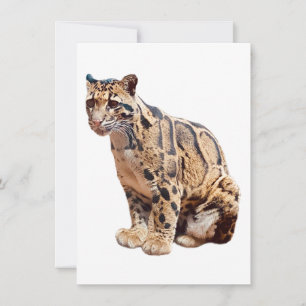 Fotografdjungel, stort kattdjur inbjudningar