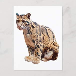 Fotografdjungel, stort kattdjur vykort