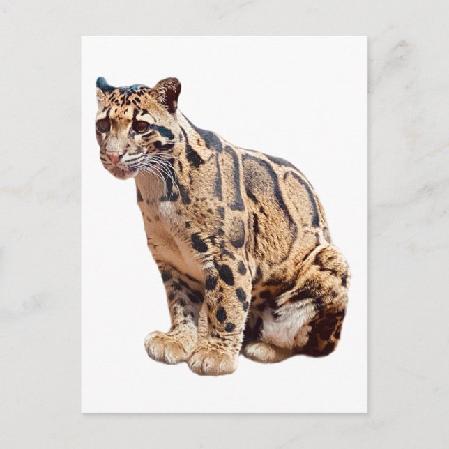 Fotografdjungel, stort kattdjur vykort (Framsida)