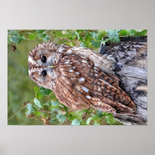 Fotografera av en uggla poster