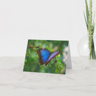 fotografera buterfly kort