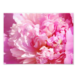 Fotografera den rosa pionen fototryck