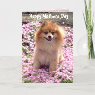 Fotografera mors dag rosa Pomeranian Kort
