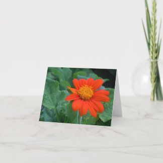 Fotografera Notecard Kort