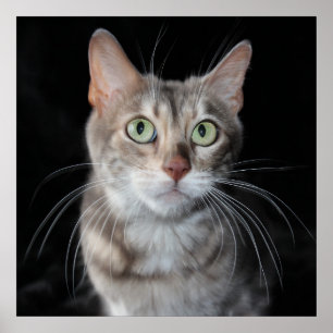 Fotograferar den sällsynta blått marmorerade poster