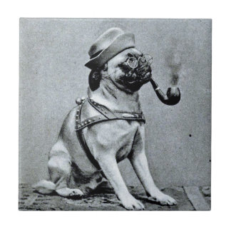 Fotograferar flott mops för vintage kakelplatta