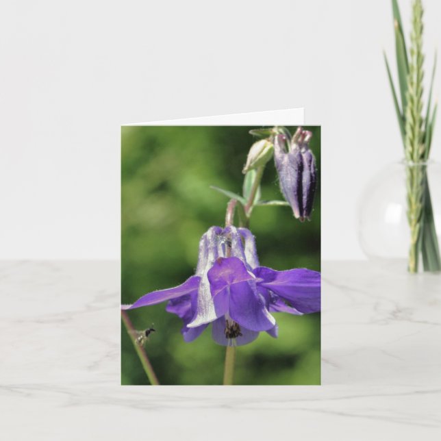 Fotografering av akleja och binblomma anteckningskort (Framsida)