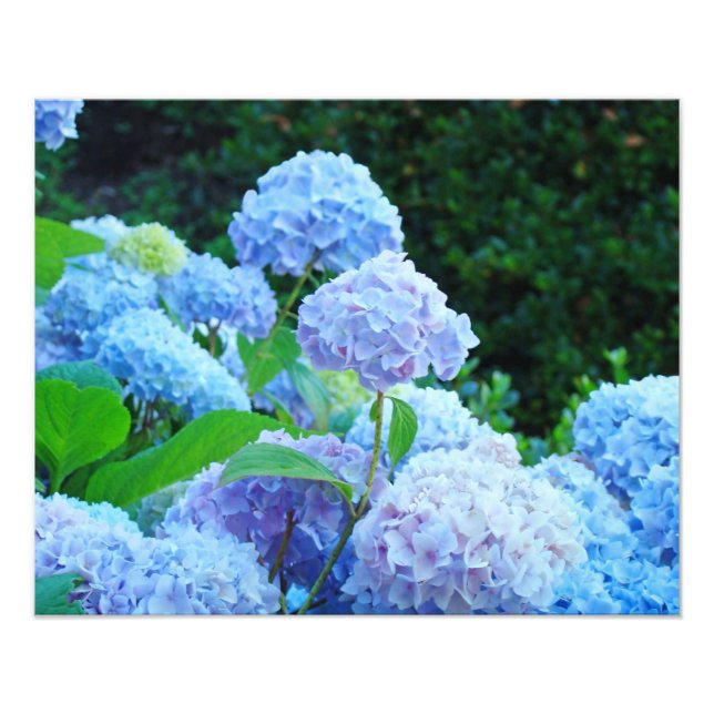 Fotografering Blommor Dekorativa konsttryck Hydran Fototryck (Framsidan)