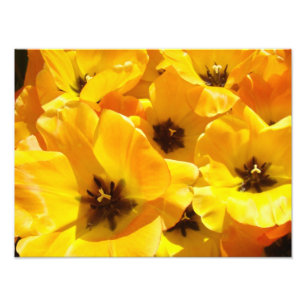 Fotografering Tulpan Blommor konsttryck Inramad Bl Fototryck