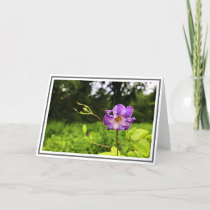 Fotografets närliggande Lila Clematis Grönt Foliag Kort