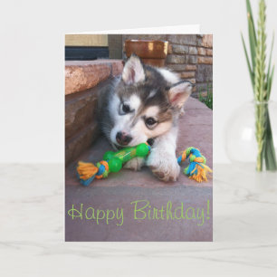 Fotografi av Alaskan Malamute-valp som tuggar på r Kort