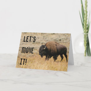 Fotografi av Amerikansk Bison som betar på ängsgrä Kort