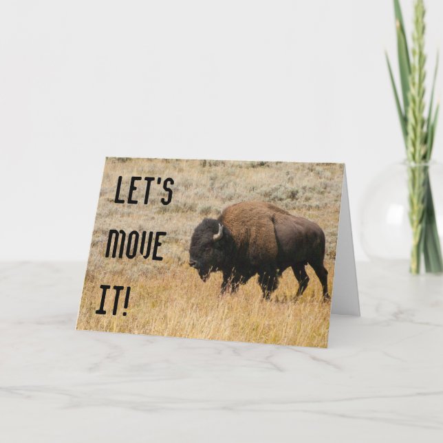 Fotografi av Amerikansk Bison som betar på ängsgrä Kort (Framsida)