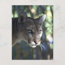 Fotografi av Ansikte (Puma Concolor)