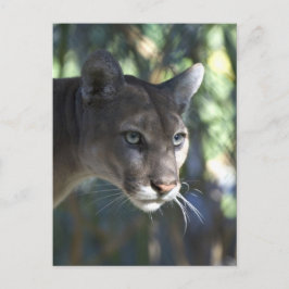 Fotografi av Ansikte (Puma Concolor) Vykort