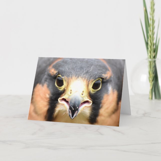 Fotografi av Aplomado Falcon Kort (Framsida)