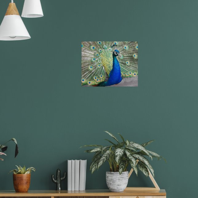 Fotografi av blå peacock Feather Plumage Fotograph Poster (Vardagsrum 1)