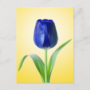 Fotografi av blå tulpantyp av minimal natur vykort