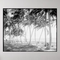 Fotografi av Black and White Florida Handflatan Tr