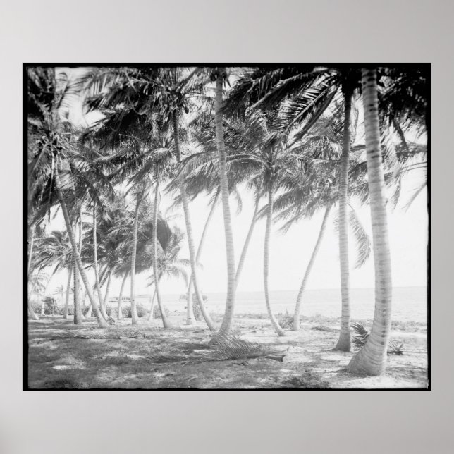 Fotografi av Black and White Florida Handflatan Tr Poster (Framsidan)