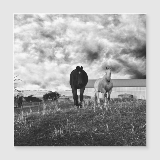 Fotografi av Black White Horse Hälsning, kort (Framsida)