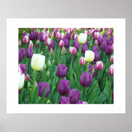 Fotografi av Blommigten vår Tulips Poster