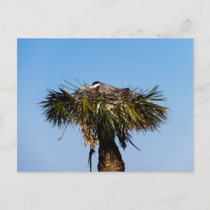 Fotografi av Blue Heron Bird Nest Träd Vykort