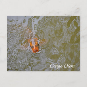 Fotografi av Carpe Diem Pond Fish Vykort