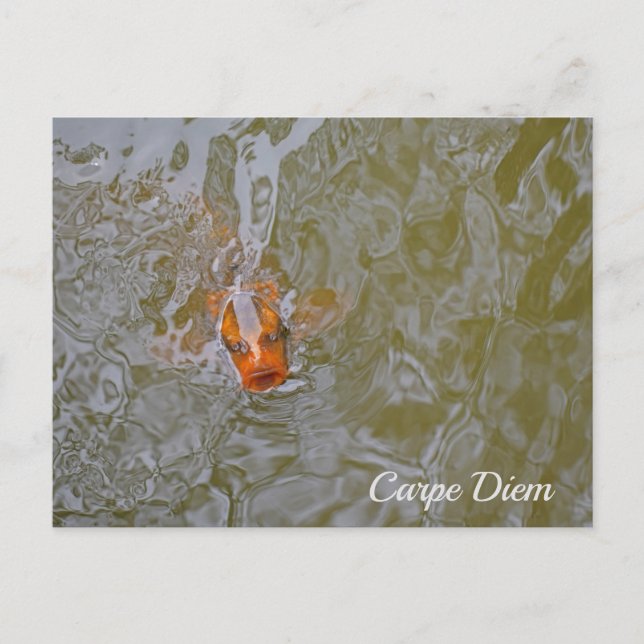 Fotografi av Carpe Diem Pond Fish Vykort (Framsida)